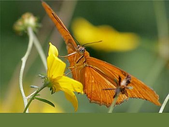 Just Sitting, wings, stem, orange, butterfly, animals, petals, flower, green, yellow, nature HD wallpaper