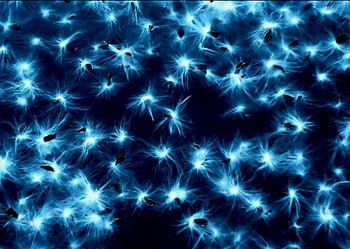Stars A Blue, stars, abstract HD wallpaper