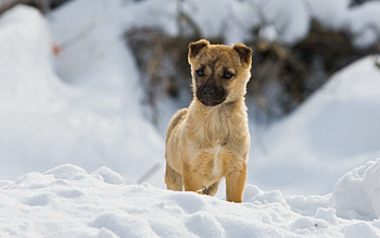 Animals, Snow, Stroll, Puppy, Curiosity, Waiting, Expectation, Thoroughbred HD wallpaper