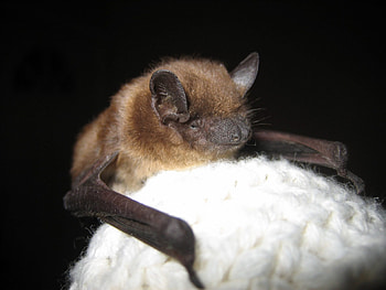 Bat track, Conservation efforts, Support for bats, Help wildtrack HD wallpaper