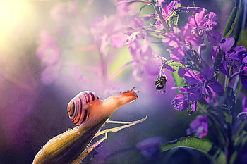 :), purple, bee, flower, julia voinich, nature, snail, macro, insect HD wallpaper
