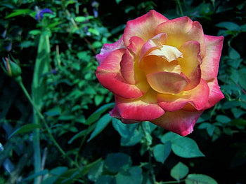 Rose, flowers, roses HD wallpaper