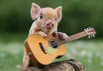 px pig for mac computers by Edith Jacobson HD wallpaper