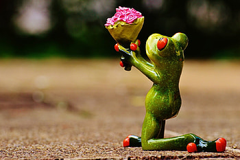 For You, you, flowers, frog, for HD wallpaper