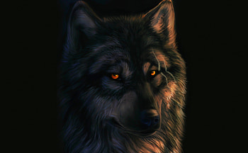 THE STARE of A WOLF, face, dark background, wolf, art HD wallpaper