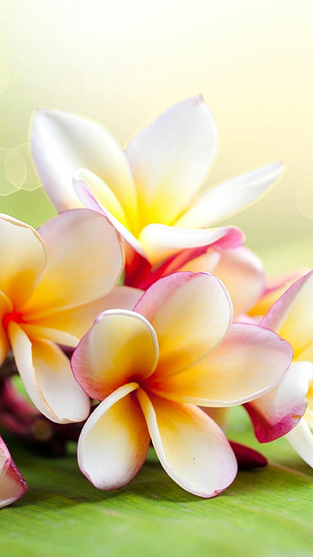 Graceful plumeria, Elegant flower branch, Beautiful flora, Ornate petals HD phone wallpaper