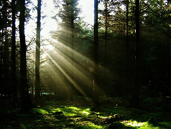 Landscape, Trees HD wallpaper
