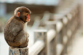 Animals, Sit, Monkey, Small HD wallpaper