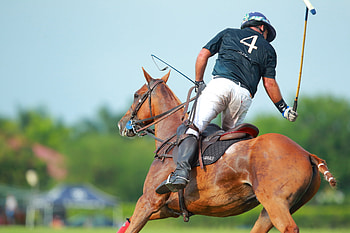 Valiente vs. Black Watch, Horse Polo HD wallpaper