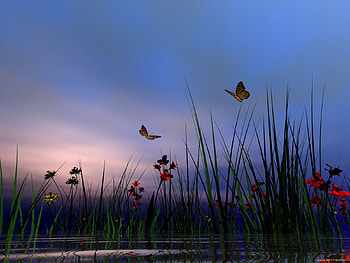 Insects, Plants, Butterflies, Flowers, Grass HD wallpaper