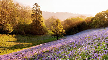 lavenders on a sunny hill, trees, flowers, hills, sun HD wallpaper
