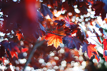 Maple leaf, Nature's art, Subtle tones, Beautiful patterns HD wallpaper
