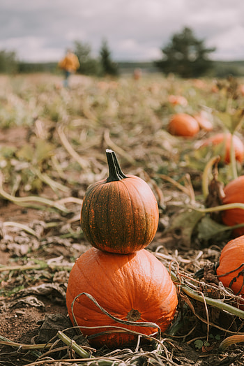 Pumpkin, Miscellanea, Miscellaneous, Field, Ripe, Harvest HD phone wallpaper