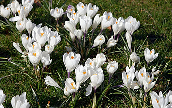 White Crocuses, white, nature, flowers, crocuses HD wallpaper