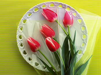 Beautiful tulips, flowers, tulips, plate, petals HD wallpaper