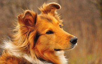 Animals, Fluffy, Dog, Muzzle, Right, Faithful HD wallpaper