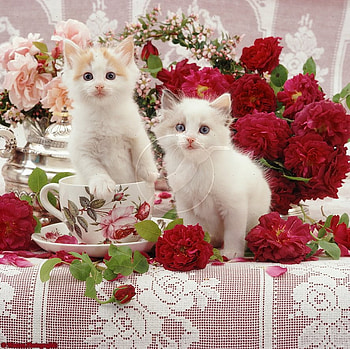 kittens among flowers, white, roses, red, flowers, kittens HD wallpaper