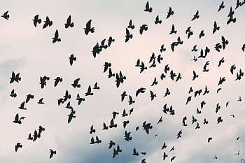 A dramatic silhouette of a flock of birds flying against a cloudy sky, showcasing the beauty of wildlife. HD wallpaper