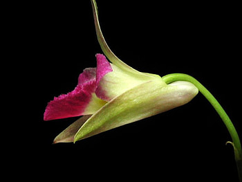 Chinese Den, , flower, chinese, beautiful, den HD wallpaper