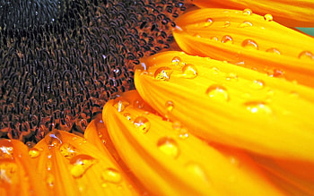 Flower, Macro, Petals, Close-Up, Form HD wallpaper