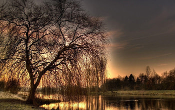Weeping willow tree, Nature's tranquility, Majestic branches, Graceful drooping HD wallpaper