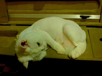Violin case A good comfortable bed, violin case, cute, cat, sweet asleep HD wallpaper