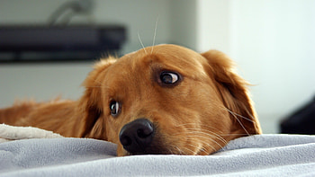 Aidi dog, Lovely , Canine companion, Dog graphy HD wallpaper