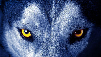 Wolf eyes, Wolves HD wallpaper