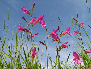 Plants, Flowers HD wallpaper