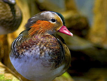 Birds, Animals HD wallpaper