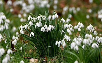 Snowdrops, white, flower, green, spring, ghiocei HD wallpaper
