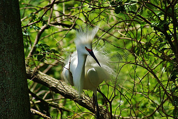 bird on the top, animal, white, bird, tree HD wallpaper