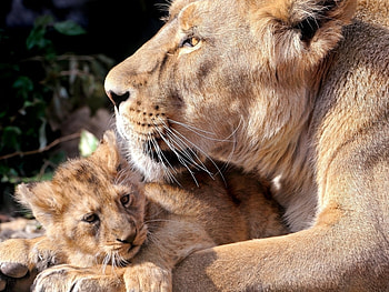 Animals, Tigers HD wallpaper