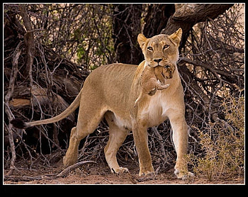 Time to move, carrying, safety, cub, gentle, moving, lioness, mouth HD wallpaper