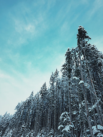 Winter, Nature, Trees, Sky, Top, Forest, Tops, Snow Covered, Snowbound HD phone wallpaper