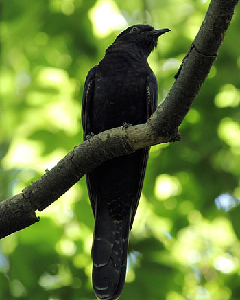 Black cuckoo, African beauty, Enigmatic bird, Nature's monochrome marvel HD phone wallpaper
