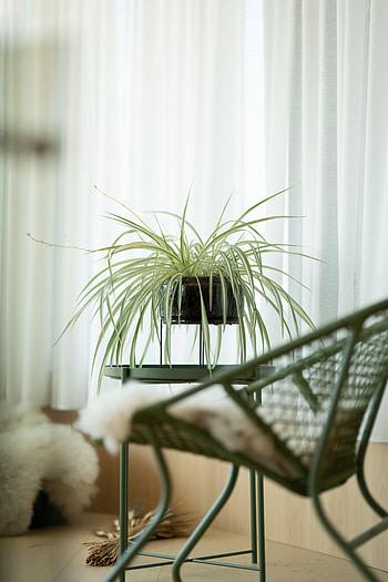 Interior, Miscellanea, Miscellaneous, Table, Room, Armchair, Indoor Plant, Houseplant HD phone wallpaper