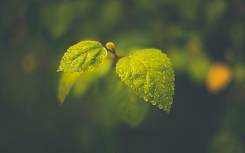 Leaves, Drops, Macro, Foliage HD wallpaper