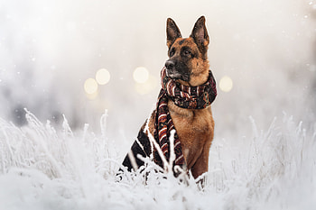 Animal, dog HD wallpaper