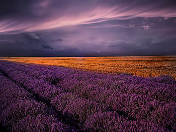 Lavender field at sunset, field, lavender, beautiful, nature, sunset, evening, dark HD wallpaper