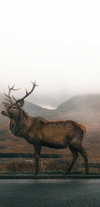 Majestic reindeer, Winter wonderland, Samsung Galaxy, Fantasy forest HD phone wallpaper