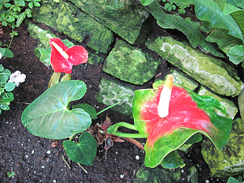 A fabulous day at Edmonton garden 42, white, leaves, graphy, green, red, flowers, flamingo lily HD wallpaper