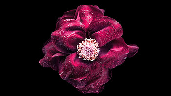 Purple Flower Oled , flowers, purple, oled, dark HD wallpaper