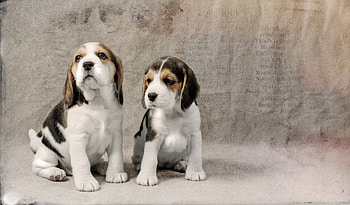 Beagle, dog, sweet, animal, dogs, cute, beautiful, puppys, puppy, pretty, animals, lovely HD wallpaper