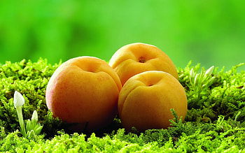 Apricot , High-resolution , Fruity goodness, Delicious and nutritious HD wallpaper