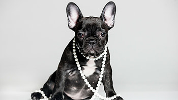 Bulldog, Cute French Bulldog puppy, Animals , resolution HD wallpaper