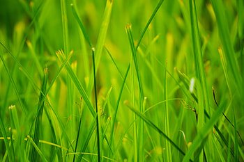 Nature, Grass, Summer, Macro HD wallpaper