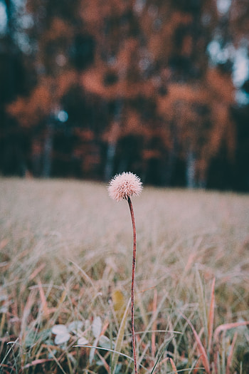 Nature, Flowers, Grass, Flower, Plant HD phone wallpaper