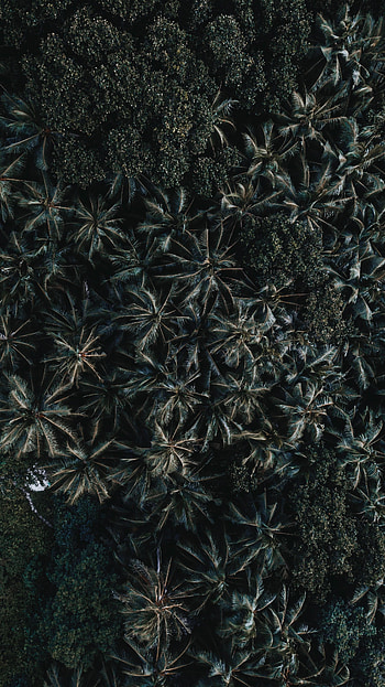 Nature, Trees, Leaves, Palms, View From Above HD phone wallpaper