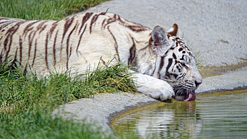 Animals, Tiger, Protruding Tongue, Tongue Stuck Out, Profile, Bengal Tiger HD wallpaper